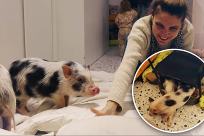 Кафе з поросятами