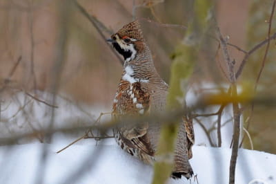 Птах орбяк лісовий 
