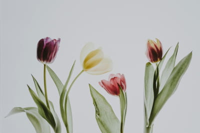 Тюльпаны