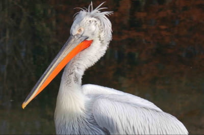 Кучерявий пелікан