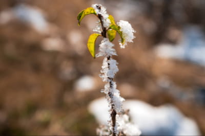 Похолодання, весна