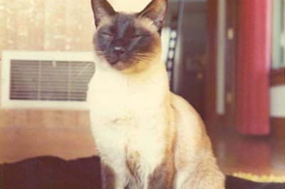 История кота, известного как Ф. Д. Ч. Уиллард