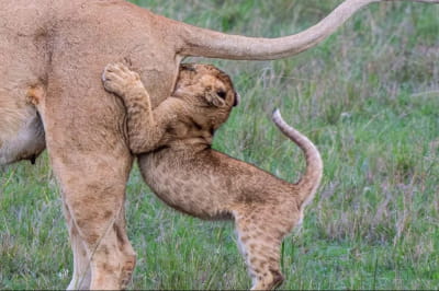 Забавна природа