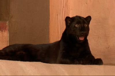 Народження рідкісного чорного леопарденя