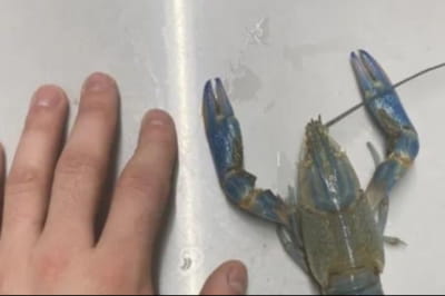 Вирощування раків