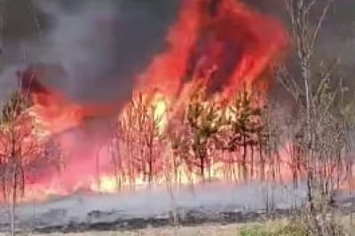 Горить ліс на Чернігівщині