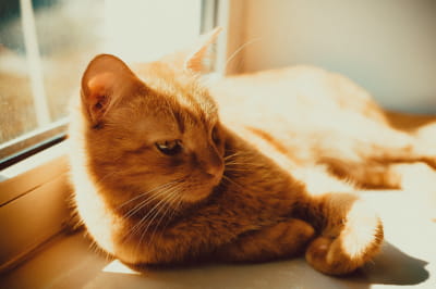 Кіт, кішка, котик