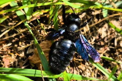 Ксилокопа звичайна (Xylocopa valga)