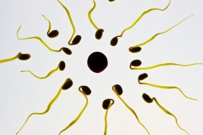 Сперматозоиды
