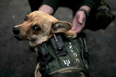 Волонтерська виставка 