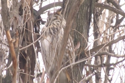 Сови у Дніпрі