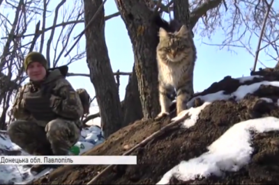 Киця на передовій