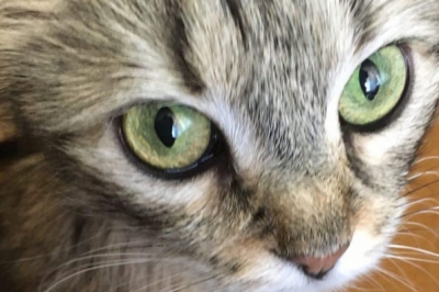 Котик 