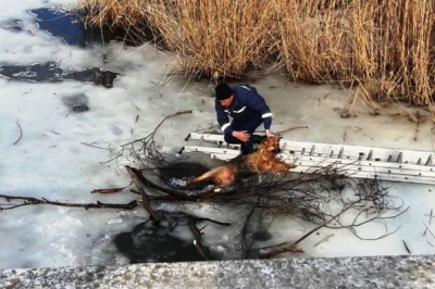 Порятунок собаки