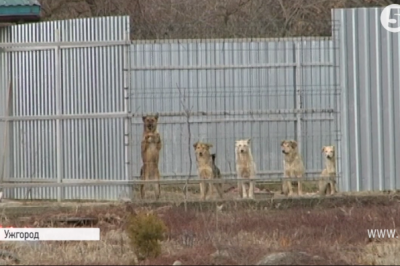 Притулок для тварин в Ужгороді