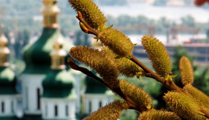 Вербна неділя, верба