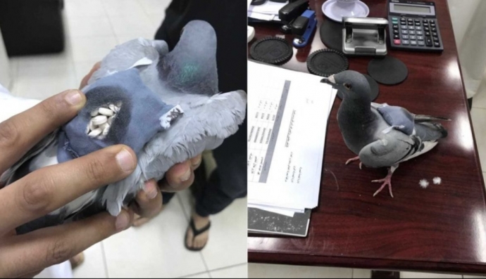 Голуб-драгдилер