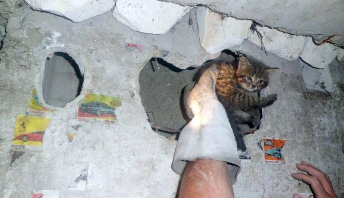 Врятоване кошеня