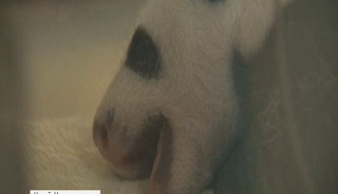 Маленькі пандочки