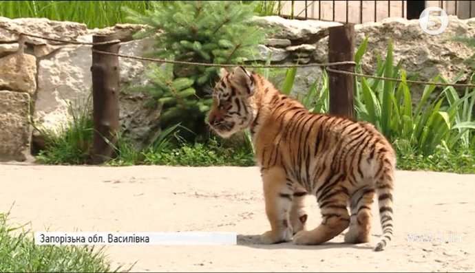 амурське тигреня