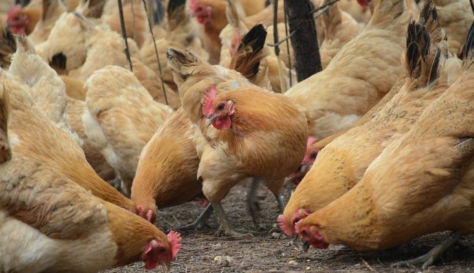 Ирак снял запрет на ввоз украинского мяса птицы