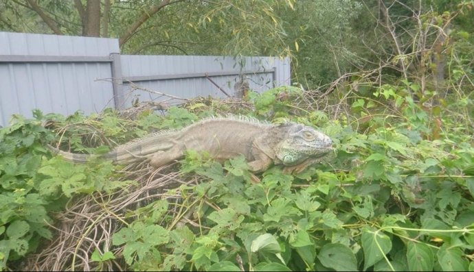 На городі у селі в Київській області оселилась ігуана