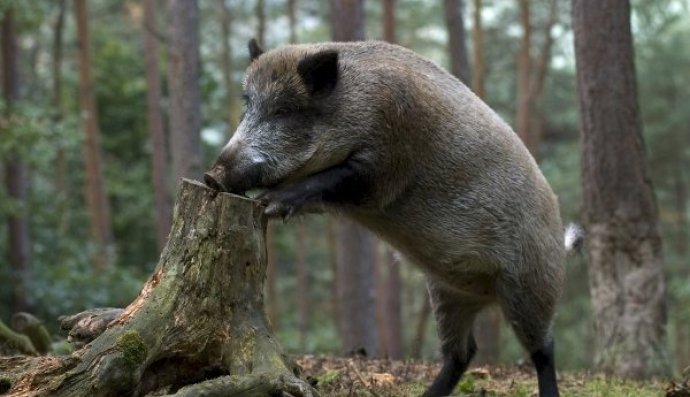 дикий кабан