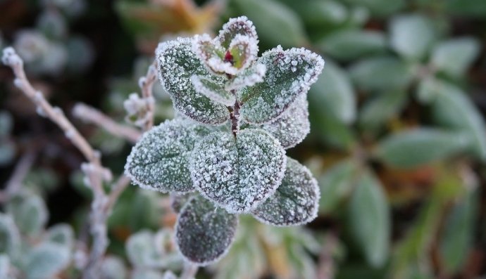 Україну "накриють" заморозки