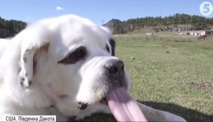 Собака із найдовшим язиком