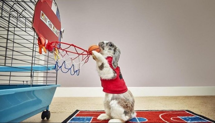 Кролик-баскетболіст