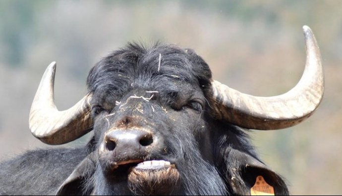 Буйвол