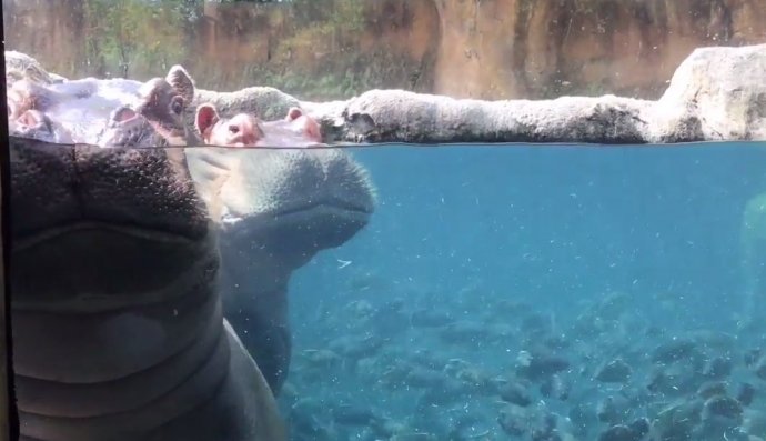 Бегемотиці у США