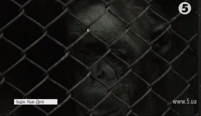 Найстаріша шимпанзе