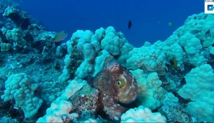 Восьминіг красунчик