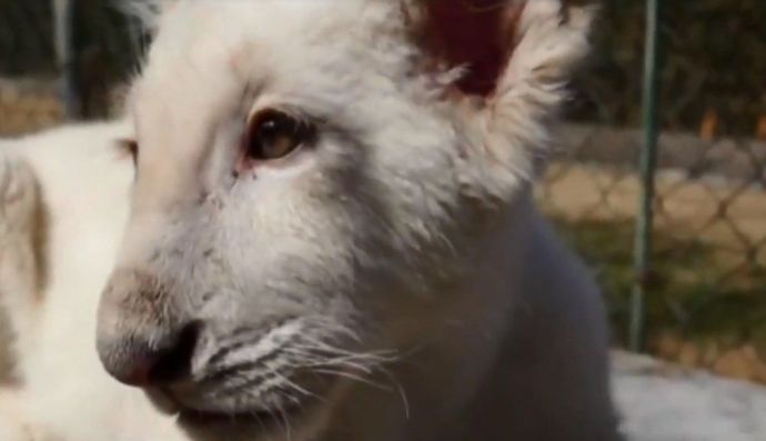 Біле левеня