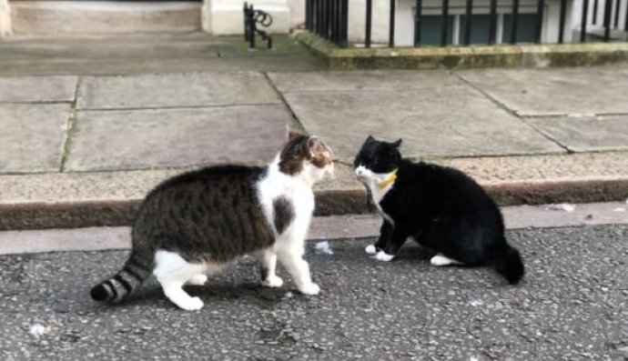 Кіт побився