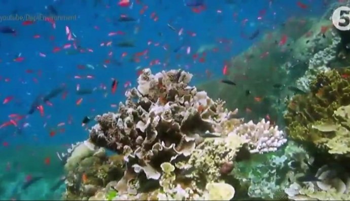 Коралові рифи Австралії