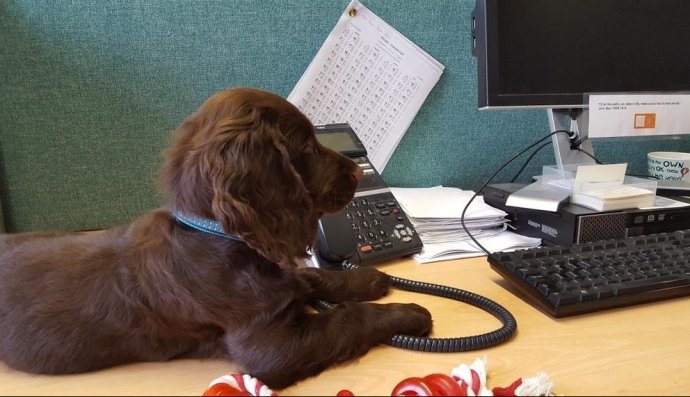 Пес на роботі