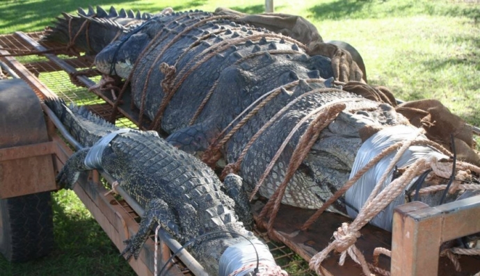 У Австралії спіймали невловимого крокодила-монстра