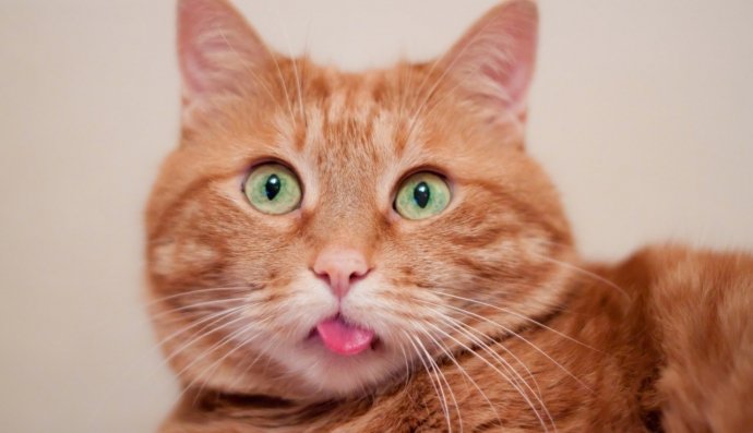 Смішний рудий кіт