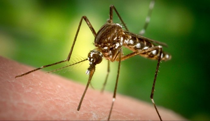 Комар, москіт