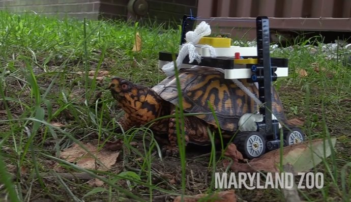 Порятунок черепашки