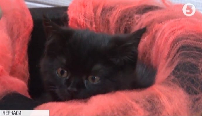 Безхатні котики, Черкаси