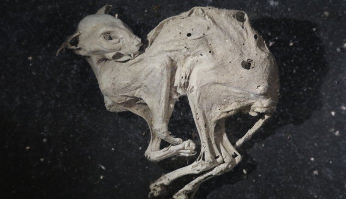 Муміфікована кішка, ілюстративне фото