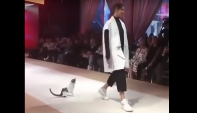 Кіт на подіумі