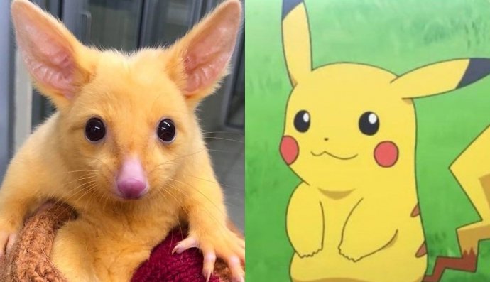 Покемон Пікачу – опосум