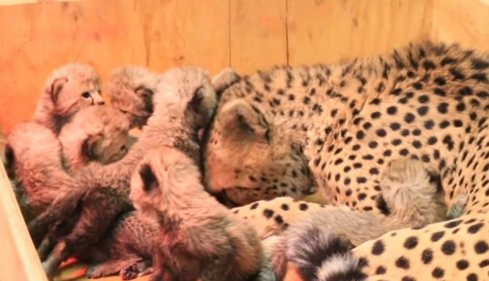 Гепард, малята