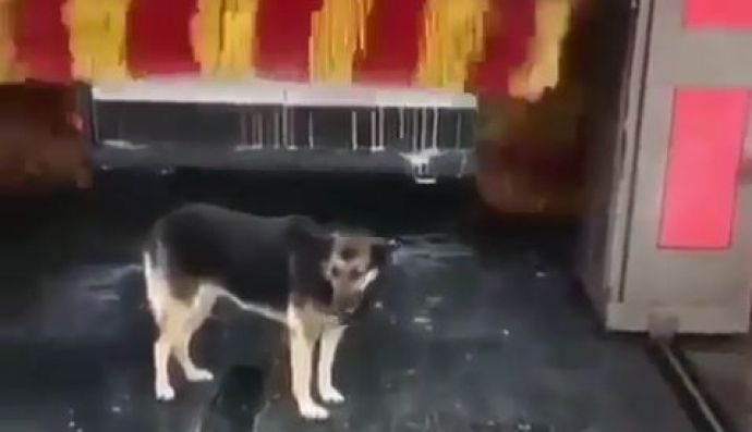 Кмітливий собака на автомийці