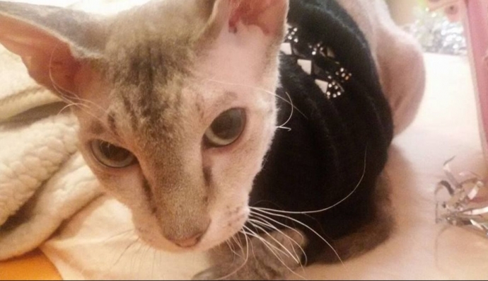 Донбаська кішка Чуча