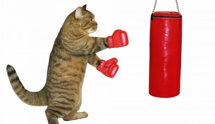 Кіт і боксерська груша
